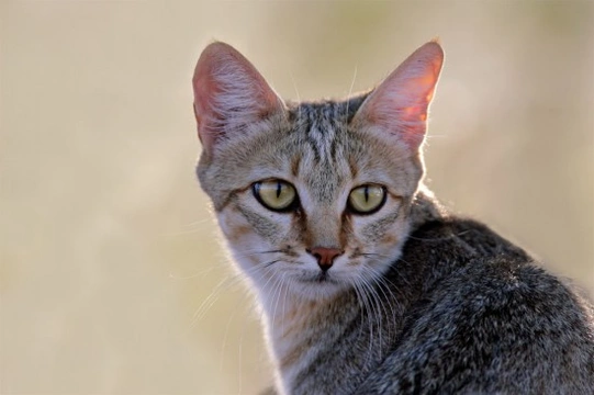 Cat Behaviour - What makes a cat behave like a cat?