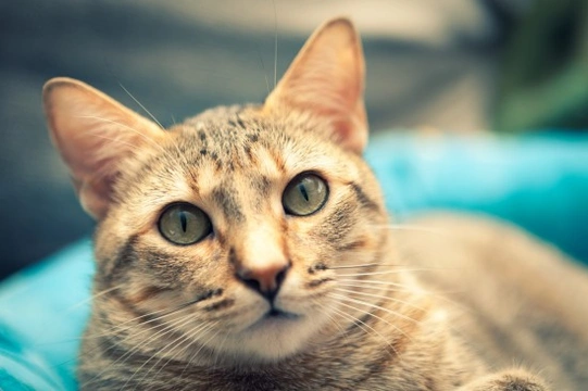 Is it Safe to Vaccinate a Cat?