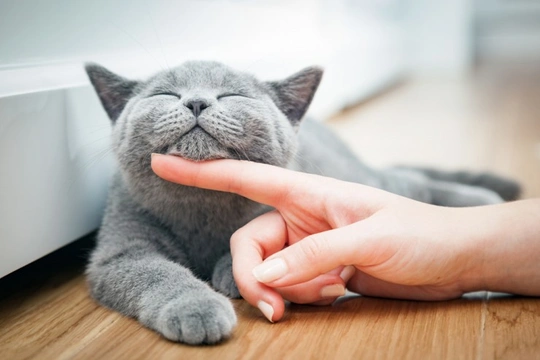 New study reveals that cats may have just five core personality types