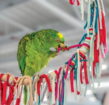 Důležitost hry pro papouška a jeho vnímání  hudby
