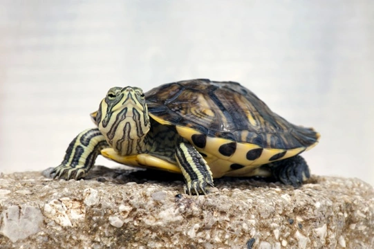 Different store pet turtles