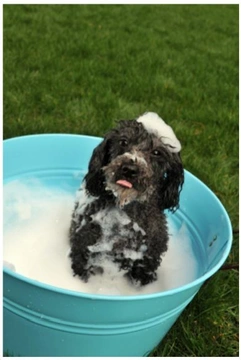 Cómo bañar a tu perro