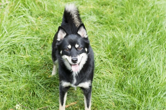 Is a Pomsky the perfect choice of dog for you?