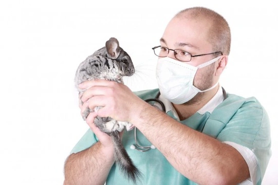 Choosing the Right Vet for your Exotic Chinchilla