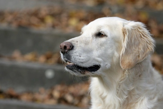 Can copper dog collars help to ease canine arthritis?