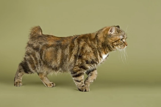 3 Gorgeous Breeds of Bobtail Cats