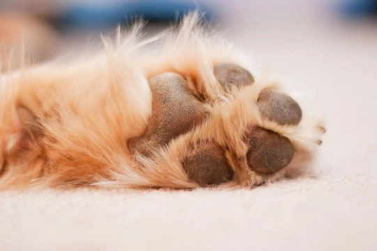Canine chiropody - Paw, pad and claw injuries and how to prevent them