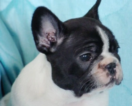 Dove acquistare e come crescere un cucciolo di Bouledogue Francese