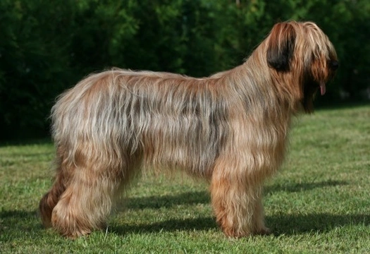 Tips on How to Keep a Briard's Coat Looking Good