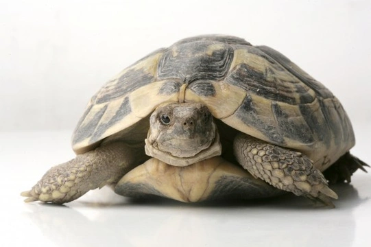 How to Look After a Sick or Dehydrated Tortoise
