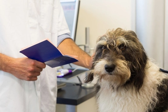 What is a dog health certificate for?