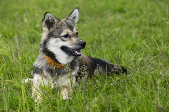 Finding out more about the Swedish Vallhund dog breed
