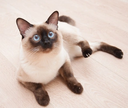 7 Gorgeous Breeds of Colourpoint Cats