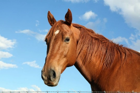 6 Injuries Commonly Found in Horses