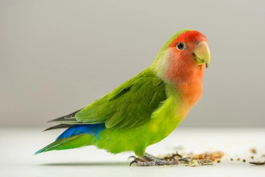 Chemicals that are Extremely Harmful to Pet Birds