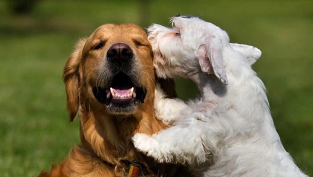 Kussen honden elkaar als ze elkaars bek likken?