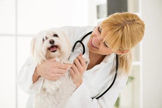 The Importance of Annual Health Checks for Your Dog