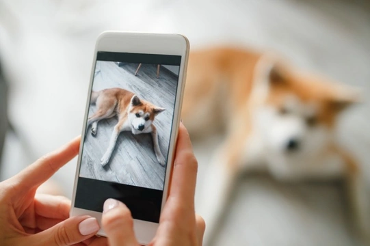 Apps, tools and things your smartphone can do to improve your dog life