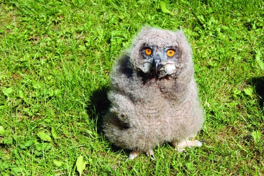 Chov výrů velkých (Bubo bubo) v Zoologické zahradě Hodonín