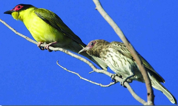 Měkkožraví chovanci našich voliér, Pěvci (Passeriformes) 3, Žluvovití (Oriolidae)