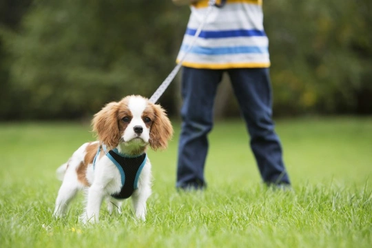 How to Teach the Kids to Walk Your Dog Nicely