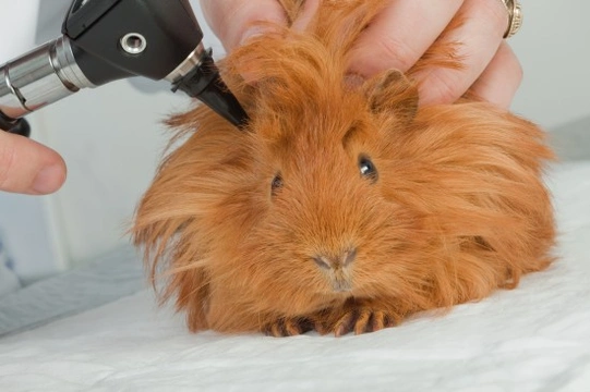 How to Deal with Ear Infections in Guinea Pigs
