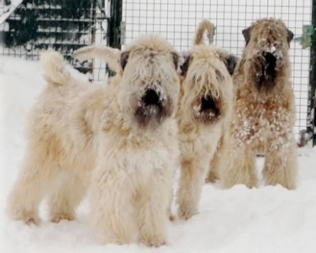 Irish Soft Coated Wheaten Terrier,pregi e qualità di questa razza