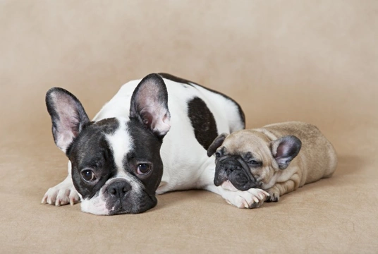 The challenges of mating and labour in the French bulldog