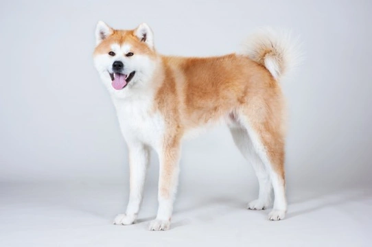 The Akita Inu Dog -  A Good Choice of Pet?