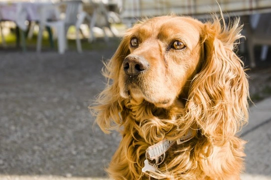 Rage syndrome in spaniels and other dogs