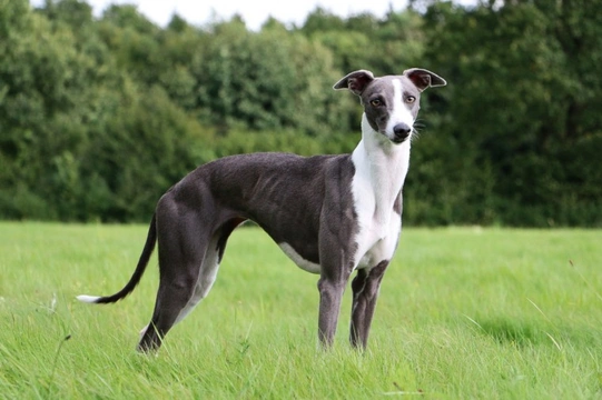 Buying a sale whippet