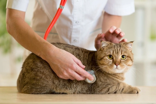The Importance of Annual Health Checks for Your Cat
