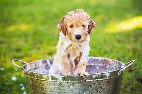 Breeder hacks for making grooming a breeze for your litter!