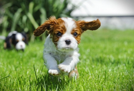 Ten things you need to know about the Cavalier King Charles spaniel before you buy one