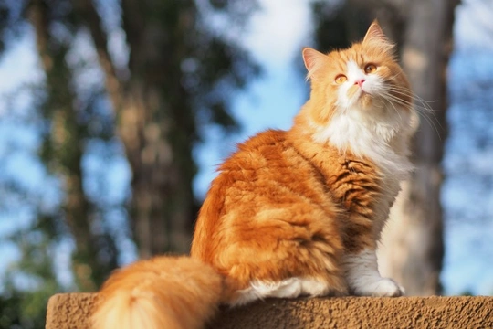 Orange persian hot sale kitten