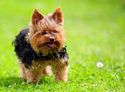 10 of the most popular small dog breeds within the UK