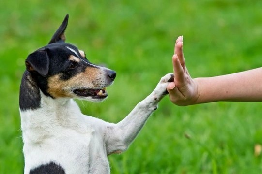 Training Your Dog : Different Ways to Communicate