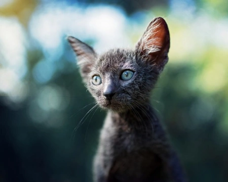 The Lykoi cat - A new breed