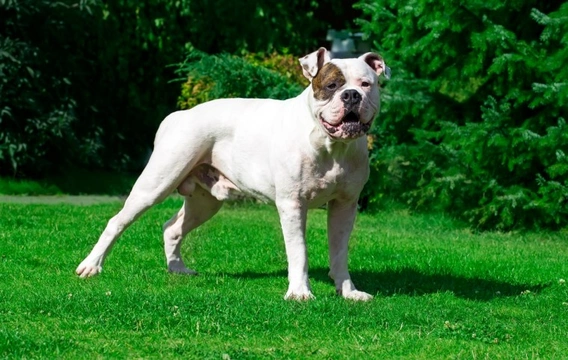 Scots store american bulldog