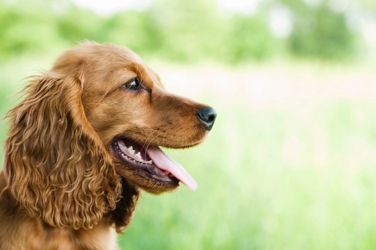 Five strange symptoms that might mean your dog is an allergy sufferer