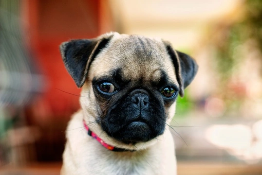 Ten things you need to know about the pug before you buy one