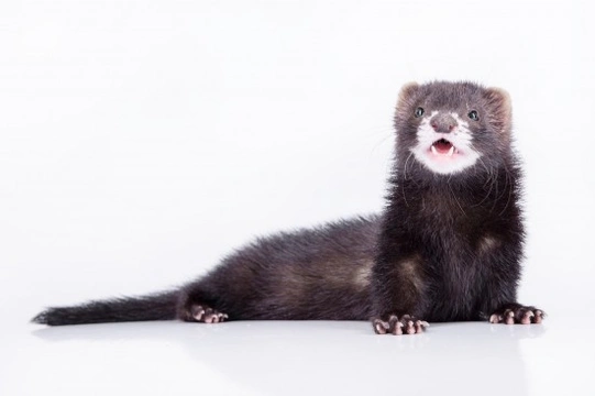 The six main causes of gastrointestinal disease in ferrets
