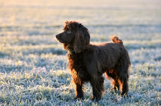 What is a comfortable temperature for a dog?
