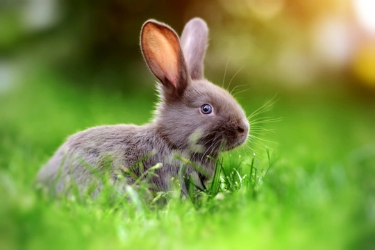 Five ways to help keep your rabbit healthy