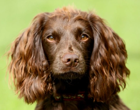 Which Breed of Spaniel Would Suit Your Lifestyle Best