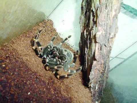 Brachypelma auratum - Schmidt, 1992