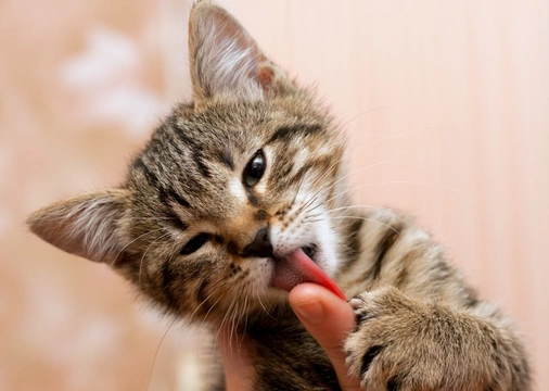 Why do cats lick people?