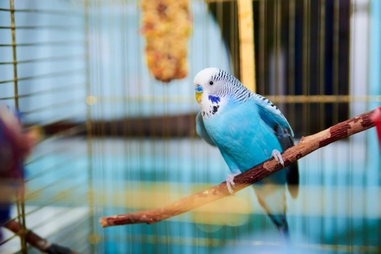 Can you make your pet bird less prone to shrieking?