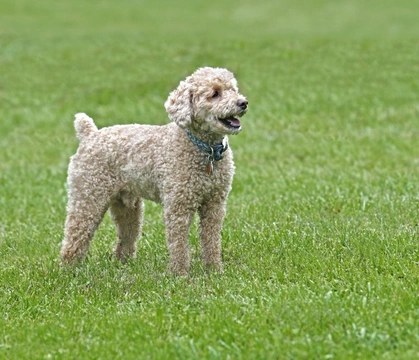 Is a Poochon the right dog for you?