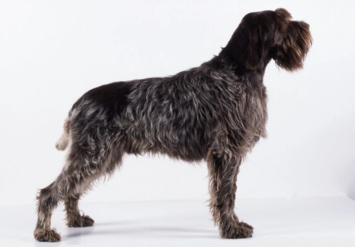 Is a Wirehaired Pointing Griffon the Right Dog for You?
